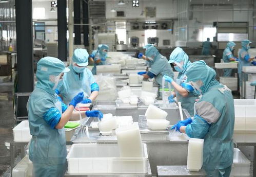 樂陵 小魔芋撬動大市場，小食品生產(chǎn)線展現(xiàn)產(chǎn)業(yè)新活力